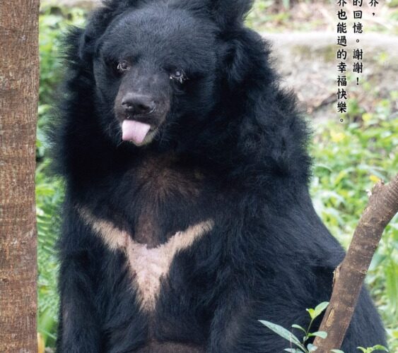 「小熊」永遠留心中　台北動物園最老亞洲黑熊35歲告別
