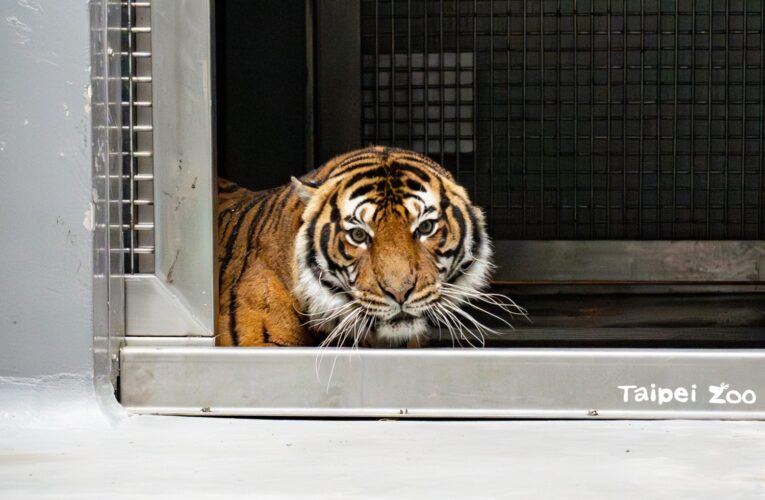 法國極度瀕危馬來虎Serikin與Shima抵臺　臺北動物園展開檢疫生活
