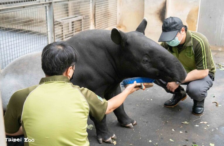 世界貘日　台北動物園準備迎接新寶貝