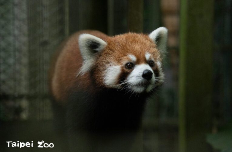 台北動物園悼念小貓熊「美可」逝世　「未來」接棒迎客