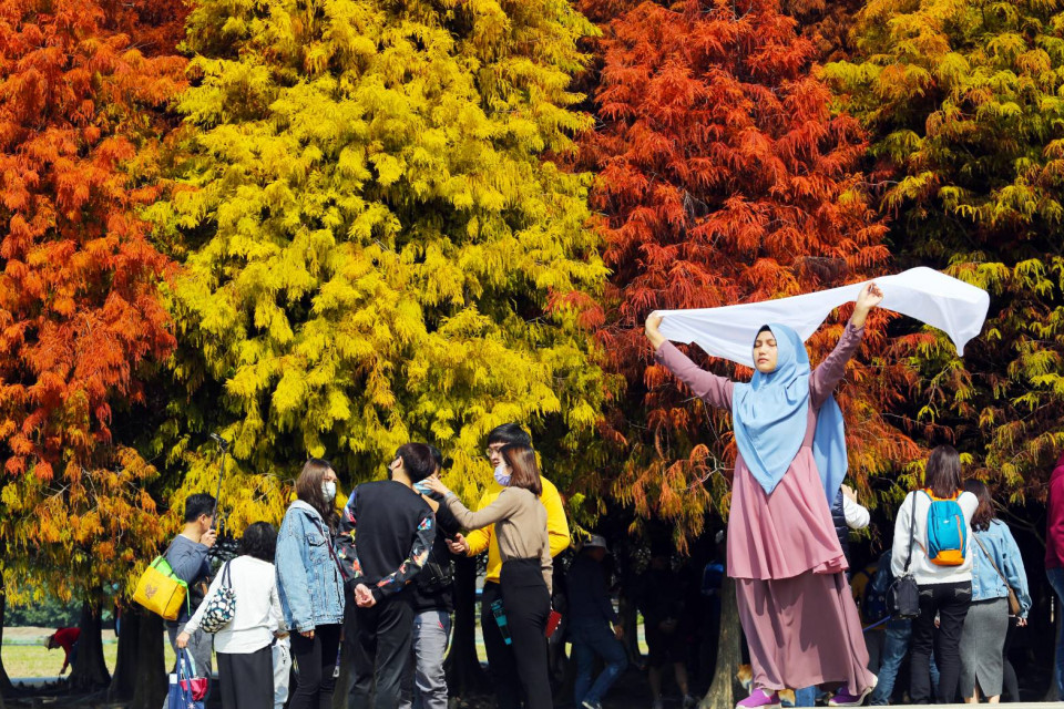 六甲落羽松賞紅季熱鬧開幕