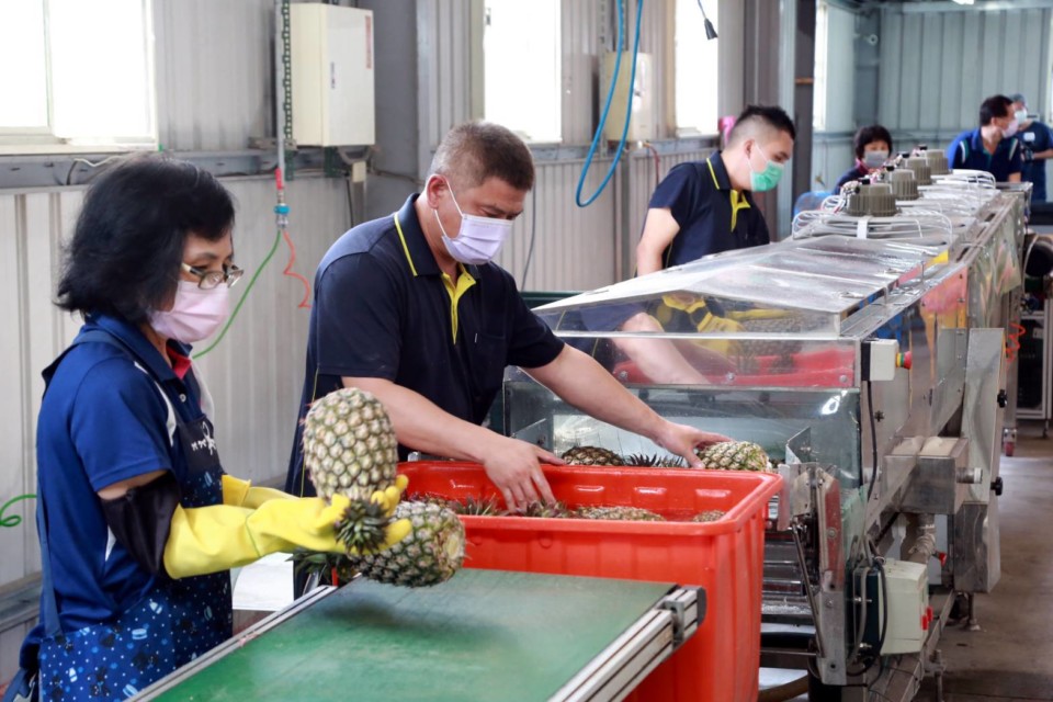 台南鳳梨盛產期將至 黃偉哲力求鳳梨集貨包裝高品質盼再創外銷佳績