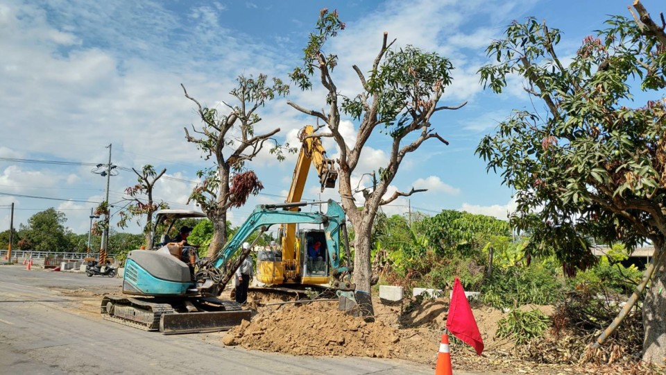 拓寬南175線道路工程 移植芒果樹今已全數完成扶正固定