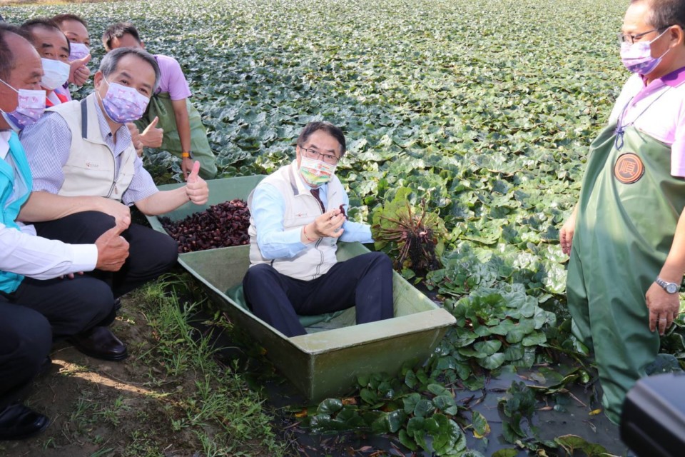 官田菱角節登場 黃偉哲說尚青菱角在臺南