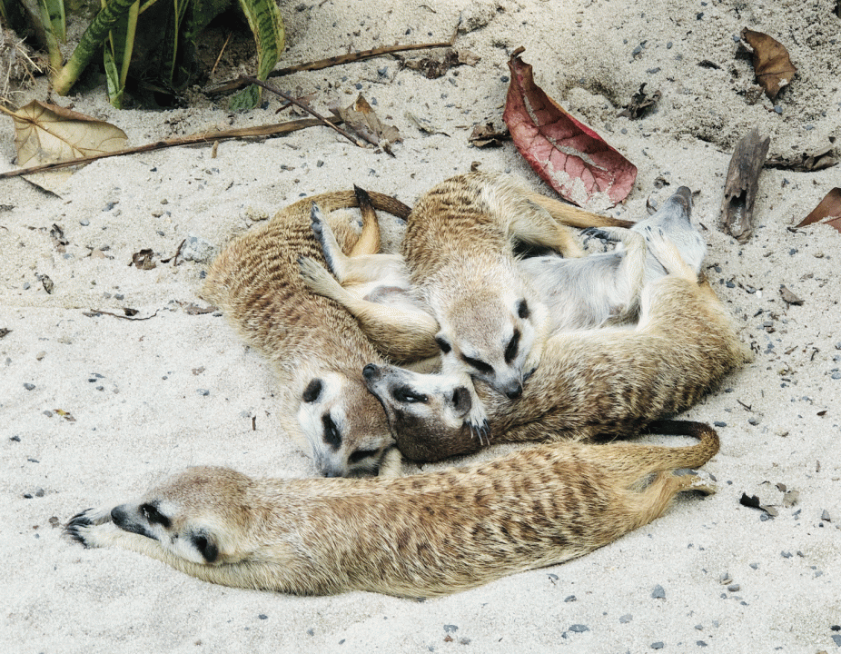 寒流來襲！壽山動物園猩光大道火熱登場