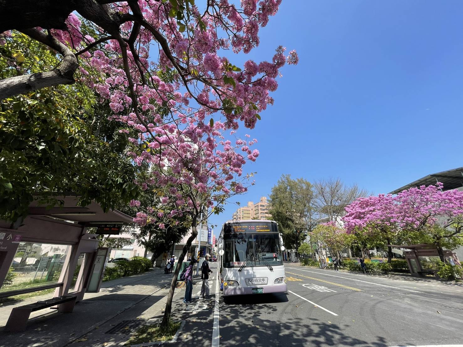 浪漫粉紅風鈴木 搖出情定公車站