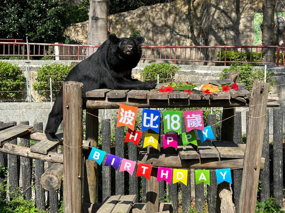 壽山動物園特製生日蛋糕慶祝「黑皮波比day」