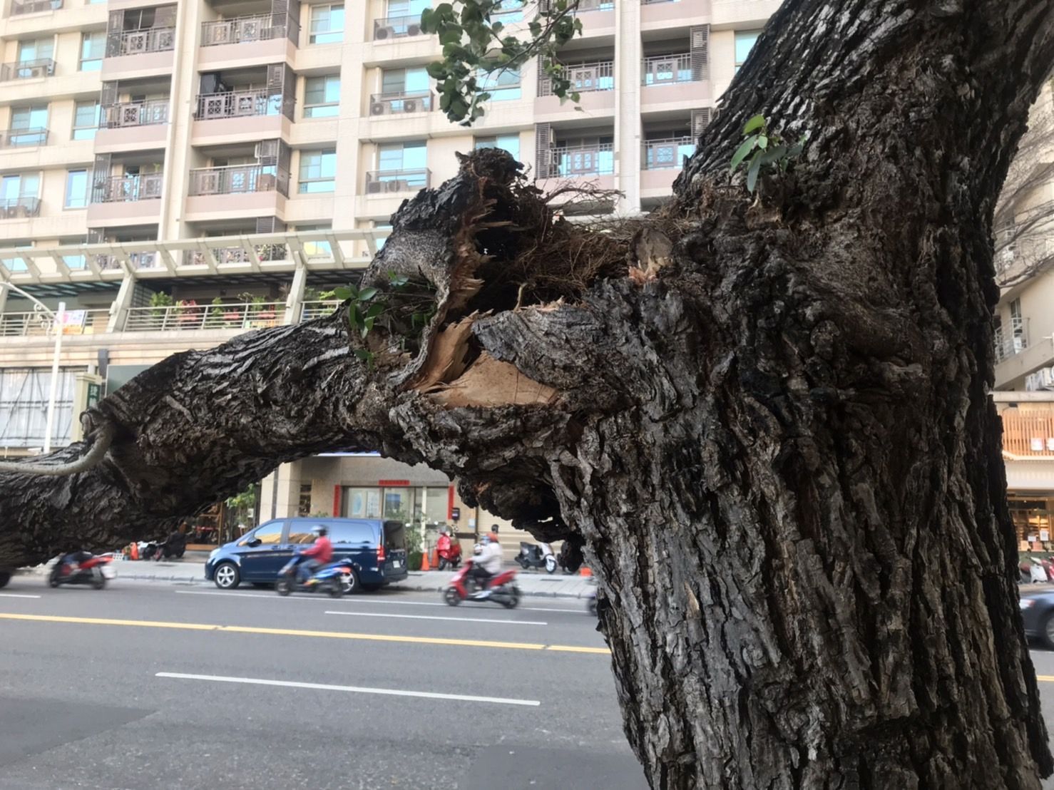 高雄下午強風不斷  路樹倒塌養工處緊急處理