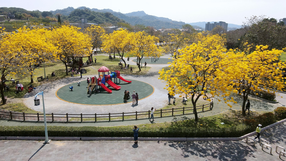 金黃絲帶再現公園街道  台中市黃花風鈴木盛開