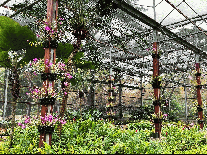 植物青春歌舞劇 熱帶植物園實境秀