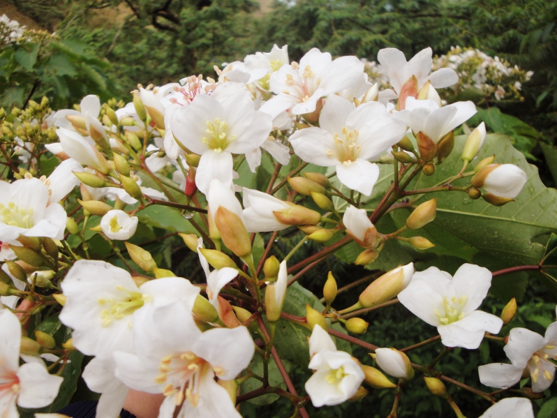 認識油桐不同樣貌x親手製作桐花杯墊　新竹林管處邀您「桐行火炎山」