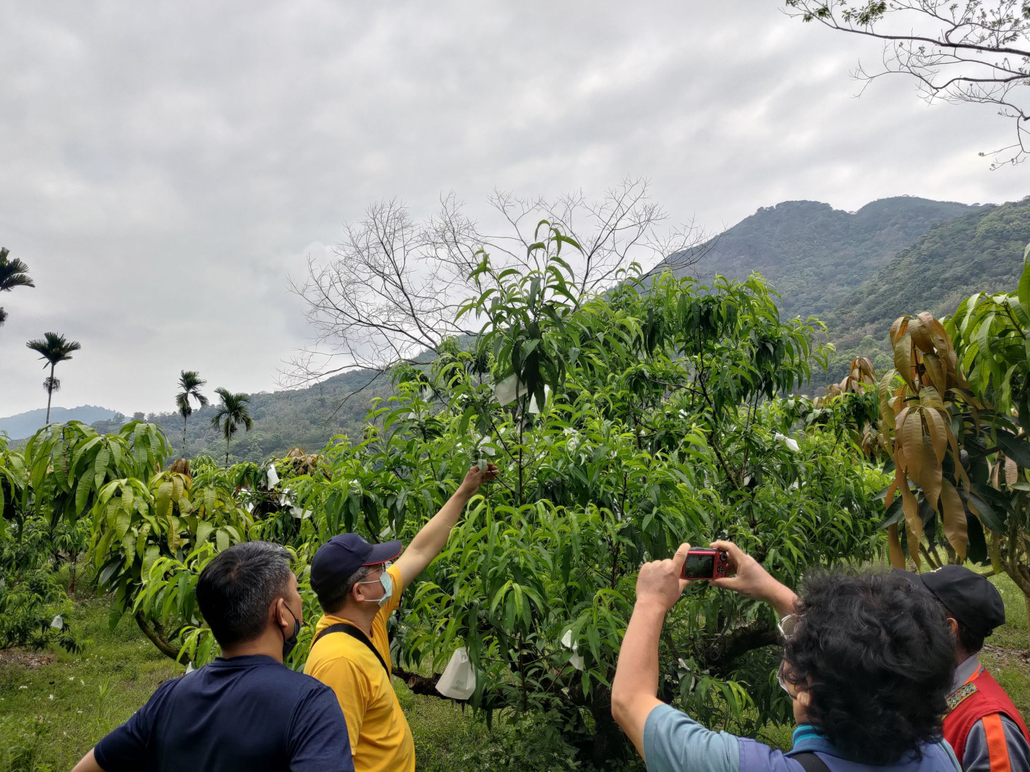 水蜜桃、芒果、艷麗荔枝啟動現金救助 農業局爭取玉荷包、龍眼與紅肉李可望納入