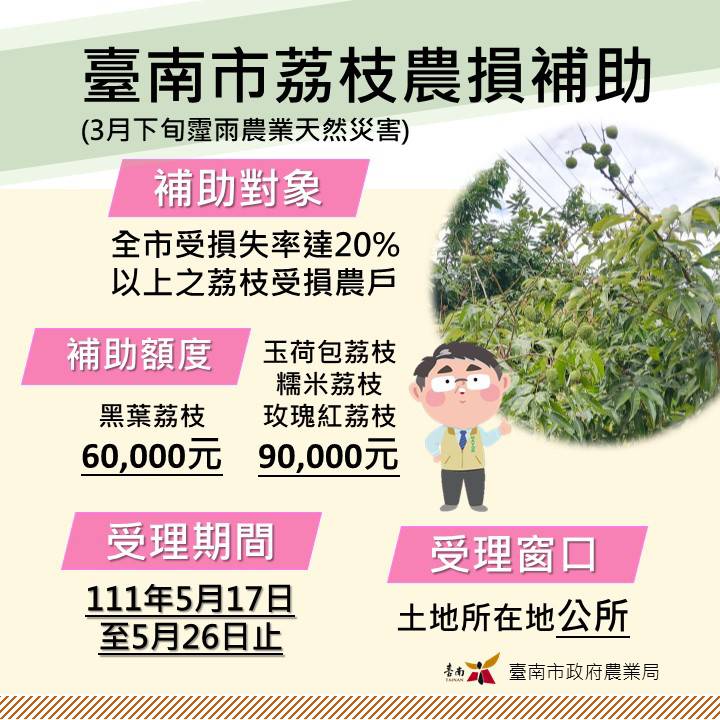 雨致荔枝農損  府凡符災助農戶公所提出申請