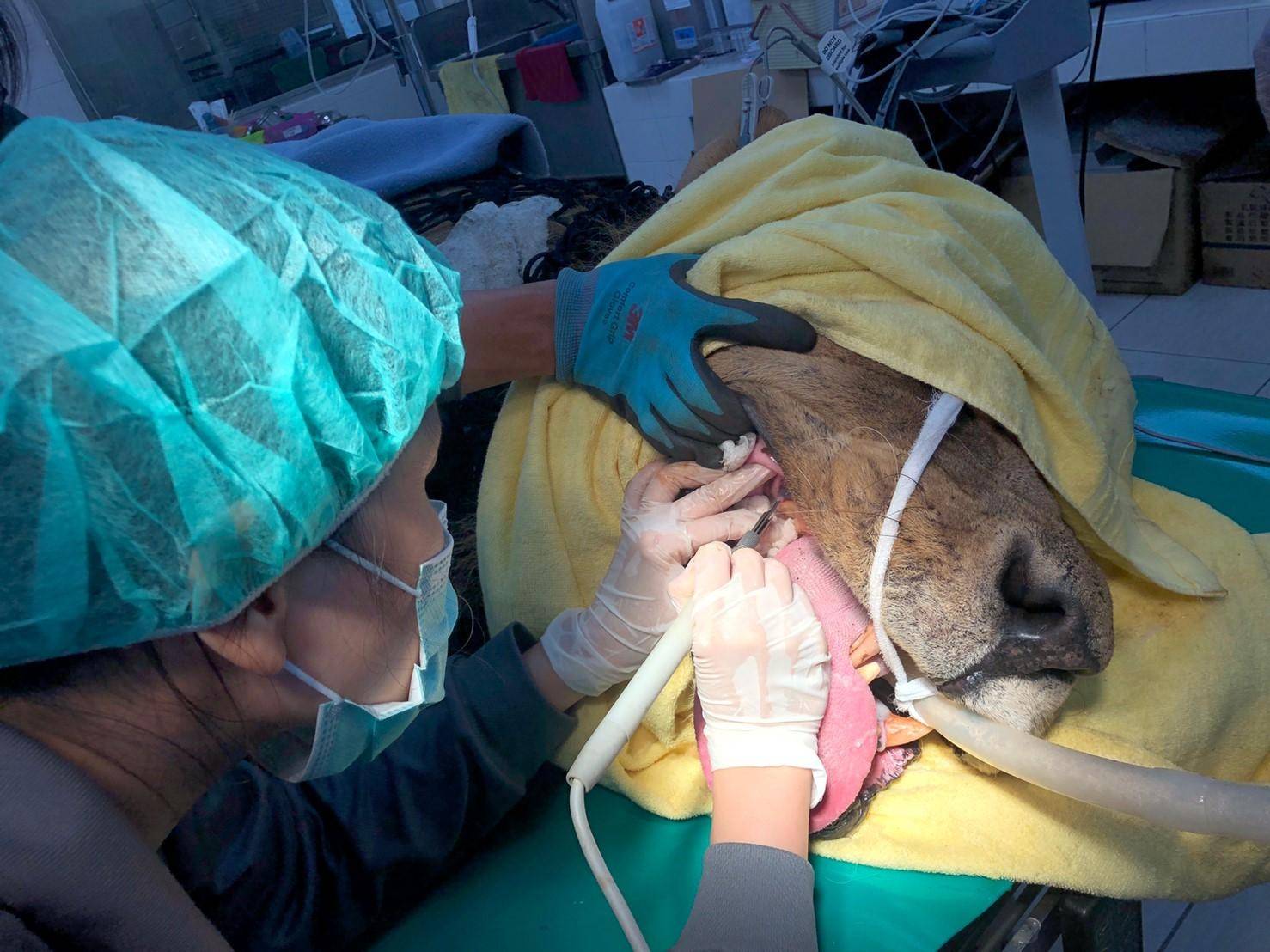 壽山動物園非洲獅「大哥」、「萊恩」洗牙趣 獸醫師及保育員大陣仗健檢