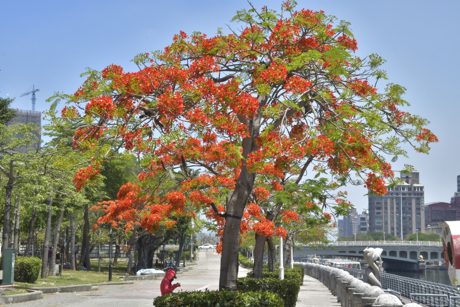 鳳凰木熱情如火 初夏盛放