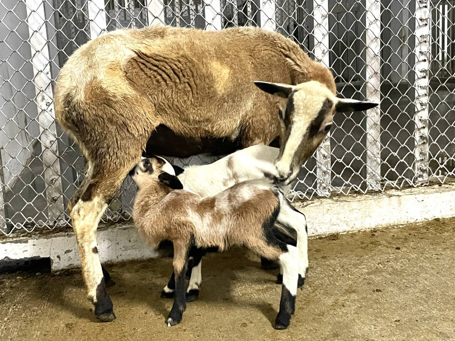 壽山動物園迎來動物新生潮 狐獴、黑肚綿羊及絨鼠傳來喜訊