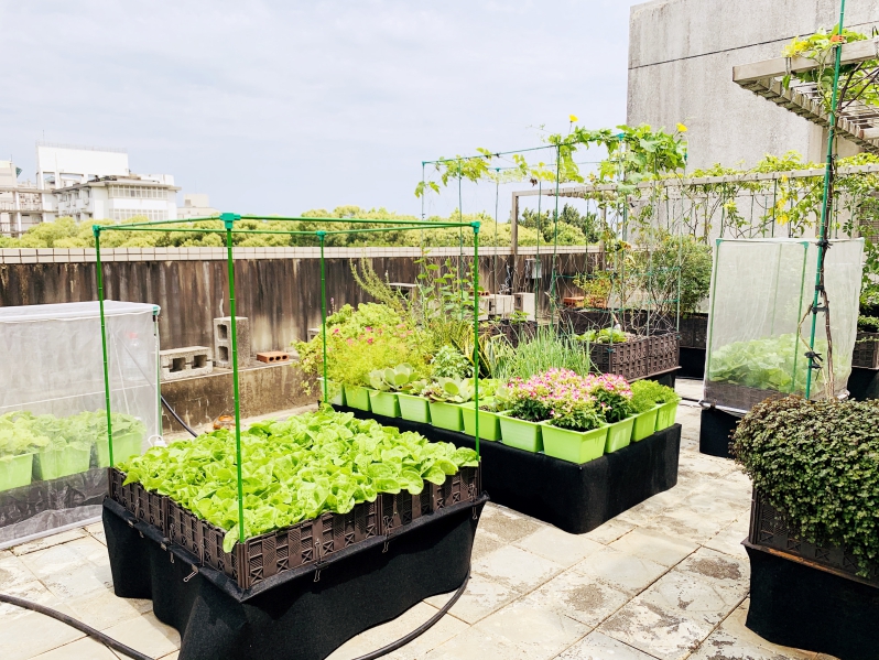 後疫情生活在家建置開心農場　陽明交大打造首個零廢棄循環型都市農園