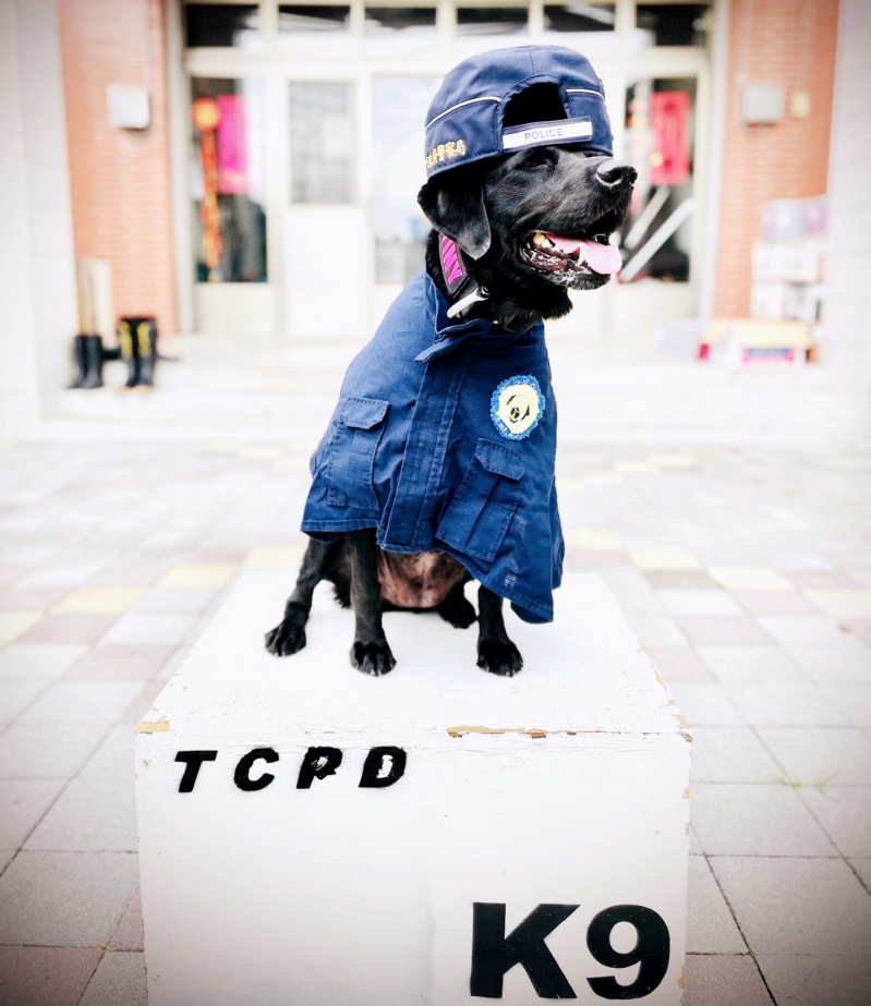 護國神犬到竹市「下竹町」出任務　竹市警邀您一起攜手捍衛青春