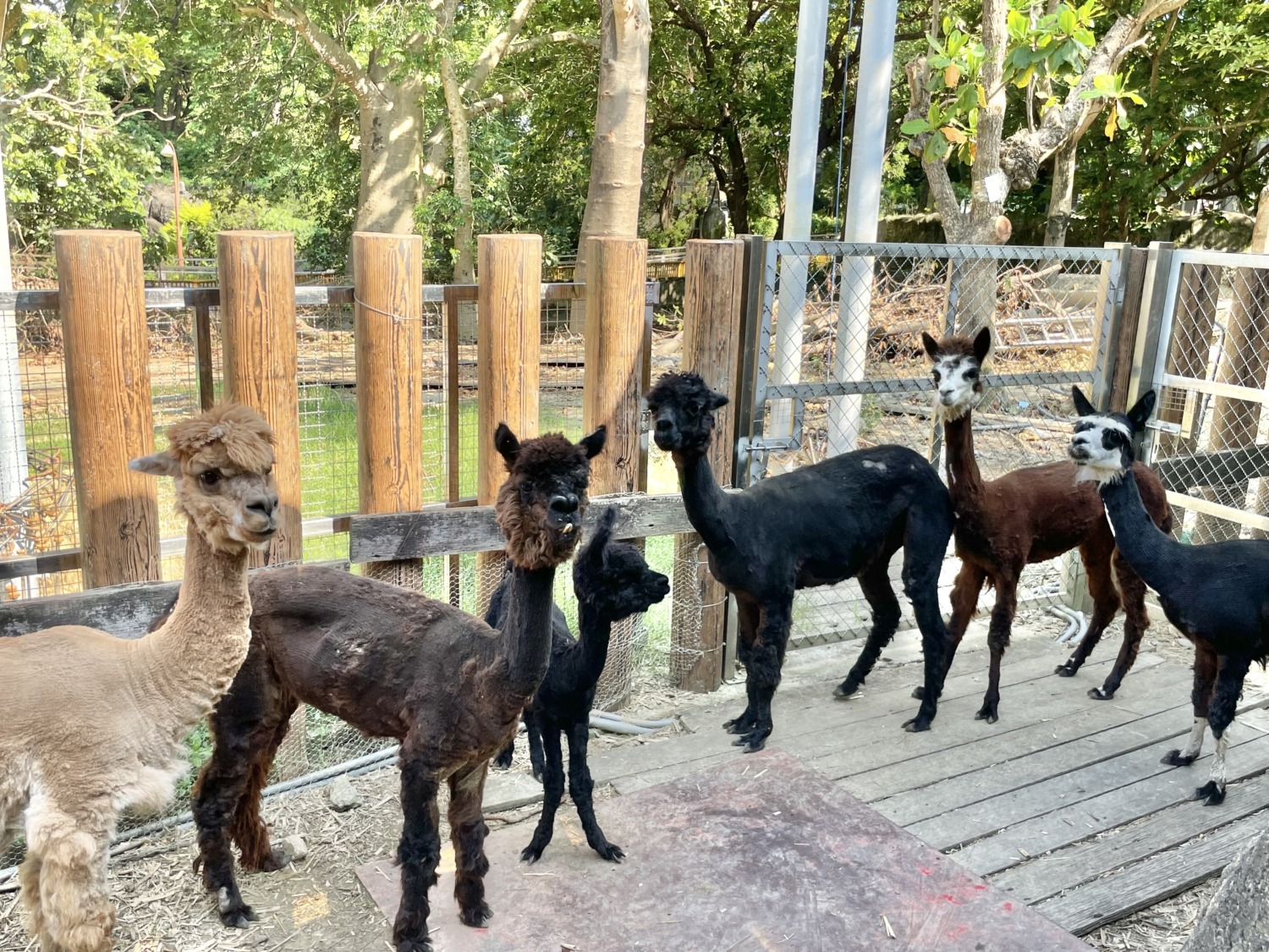 壽山動物園暑期限定理髮店開張 羊駝甩掉蓬鬆毛髮 清爽過炎夏