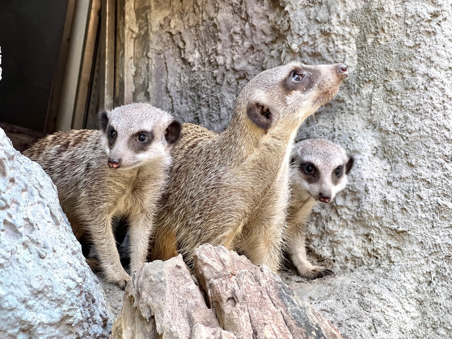 壽山動物園新生狐獴出洞賣萌 園方設置狐獴家族隧道作為賀禮