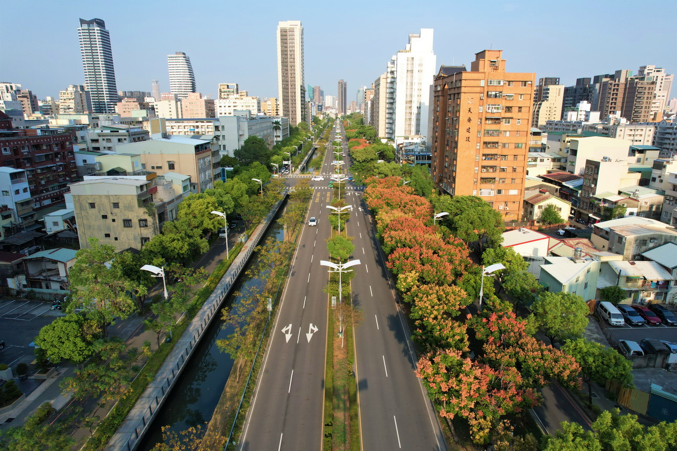 留下美好瞬間—台灣欒樹秋景