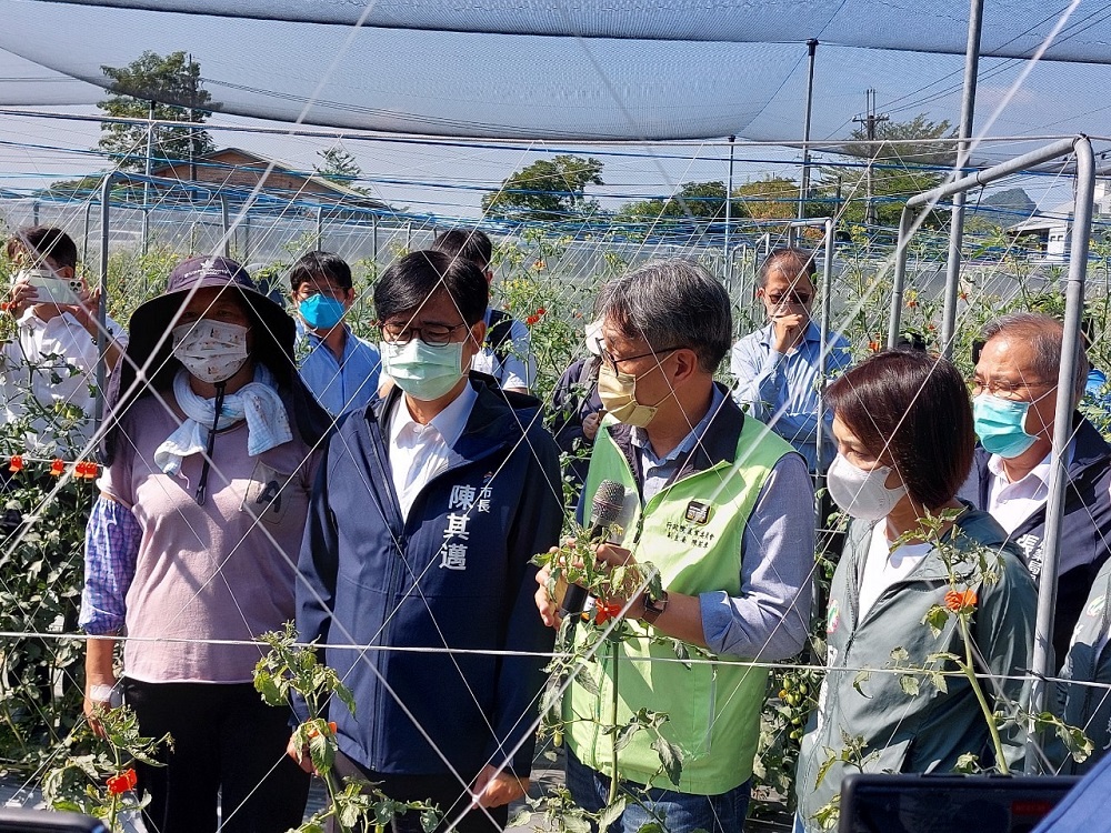 高雄番茄9-10月高溫乾旱農損致災  即日受理申報現金救助