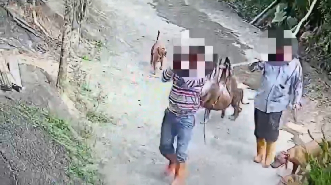農舍寵物豬遭人擅闖獵殺 警速破案法辦
