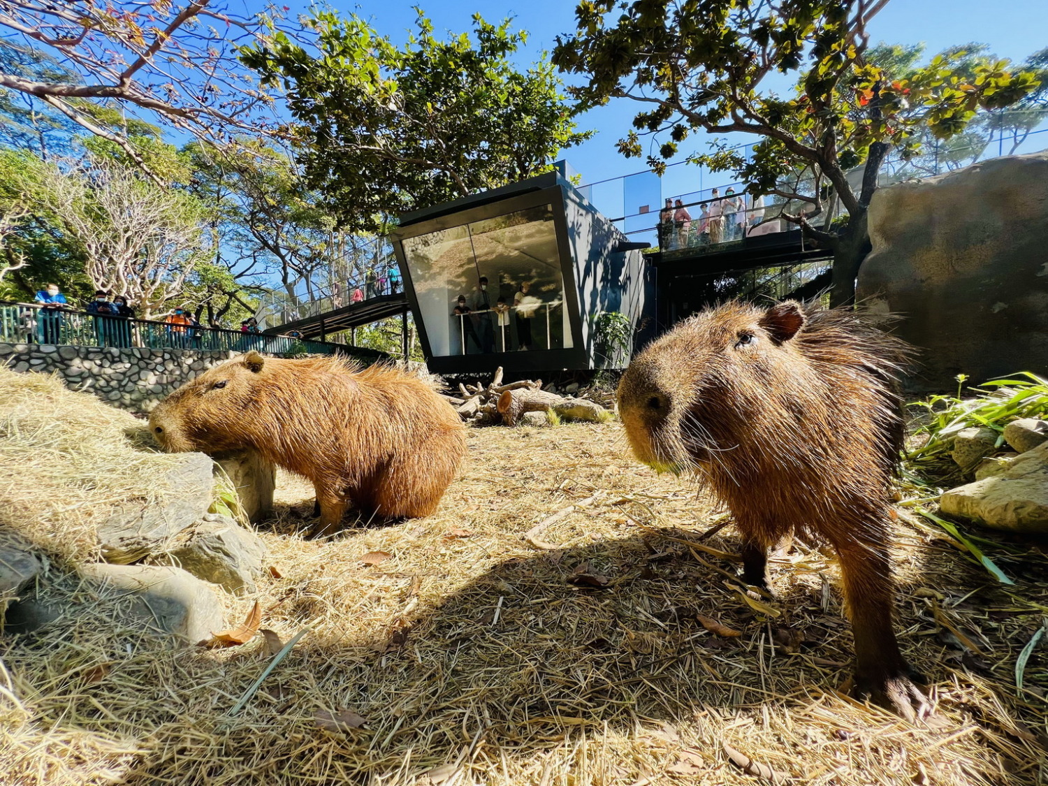 壽山動物園即將試營運，12月14日上午10點開放門票預購