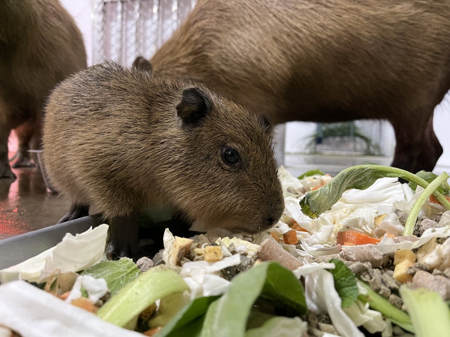 壽山動物園水豚家族喜獲麟兒 命名票選活動2月起跑