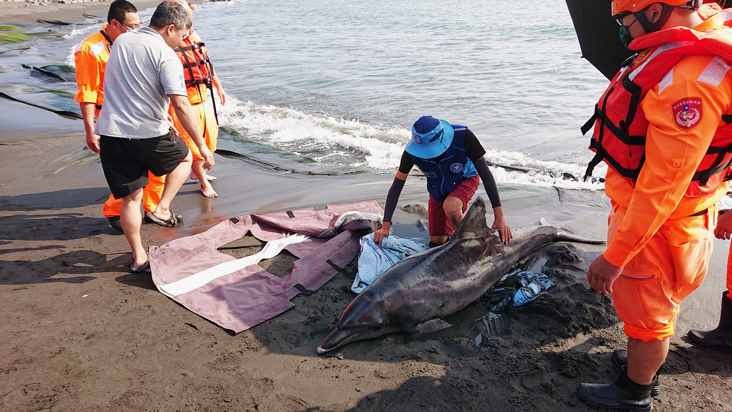 減緩瀕危海洋野生動物滅絕壓力及危機 海洋局極力推動鯨豚海龜教育宣導及保育