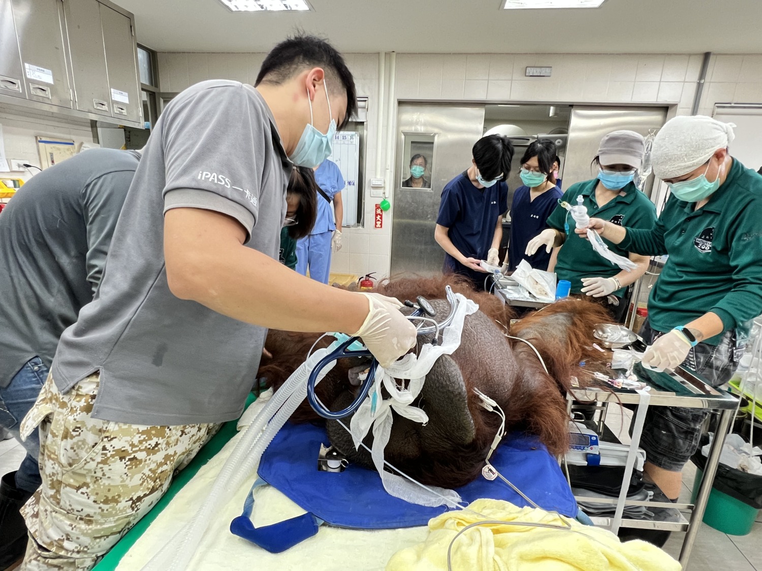 壽山動物園獸醫仁心仁術 一起守護園區動物健康 農曆春節門票預購1/11開賣