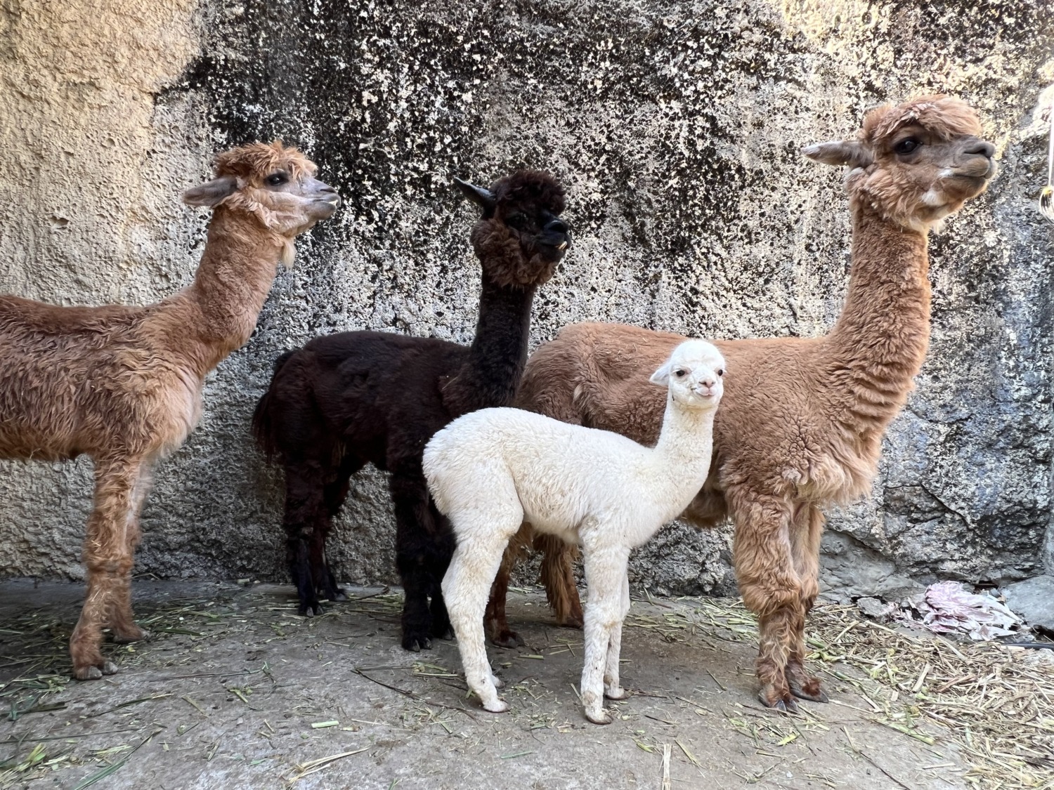 壽山動物園喜迎新成員 31隻動物寶寶陪你過新年