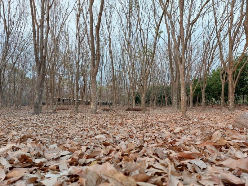 天乾物燥  小心森「火」