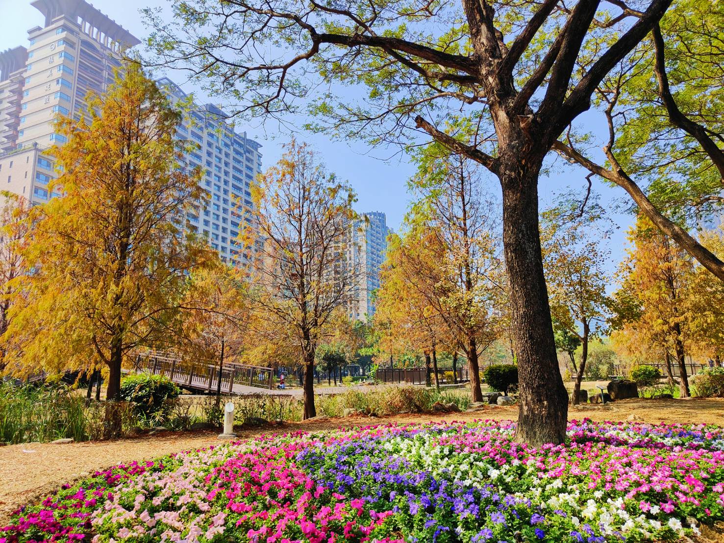 限定夢幻美景—凹子底森林公園落羽松