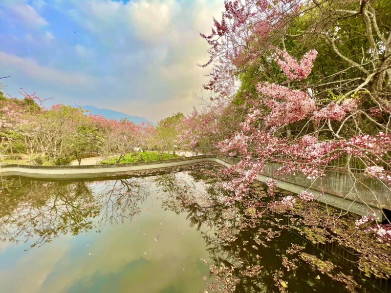 高雄六龜區花旗木盛開  茂管處首度開放遊客賞花