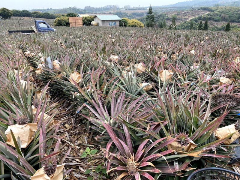 高雄首選平台成立鳳梨產品專區   鳳梨加工獎勵收購1000公噸