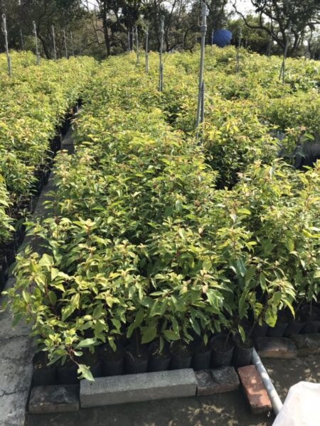 2023森愛地球，雄愛樹 3月10日植樹節全市區公所免費發送樹苗