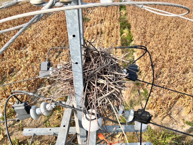 穩定供電兼顧保護生態，台電台南區處首季移除178個鳥窩！