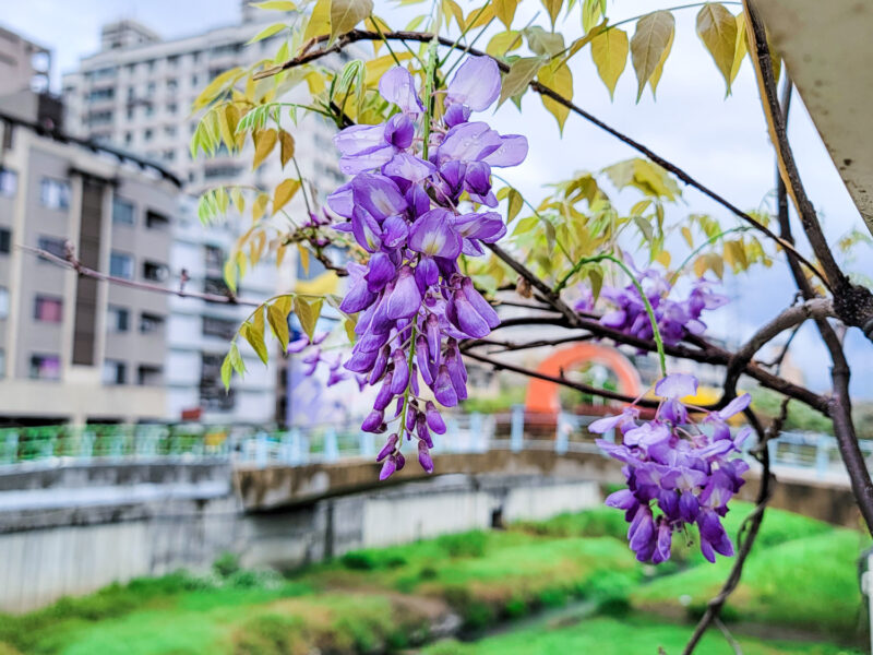 鴨母港溝百花盛開，紫藤花、苦楝樹、黃花風鈴木、羊蹄甲及馬櫻丹爭豔綻放