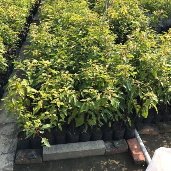 高市農業局3月10日植樹節  全市區公所免費發送樹苗
