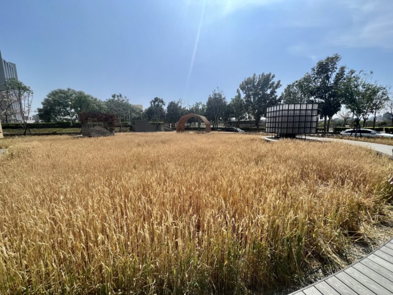 水湳永續智慧城核心出現麥田與大型裝置藝術！總太地產攜手東海大學建築所創業界之先