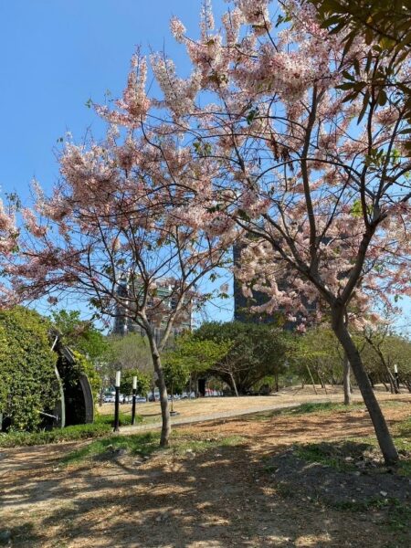 「雄」好拍！花旗木粉裝登場搶盡風頭