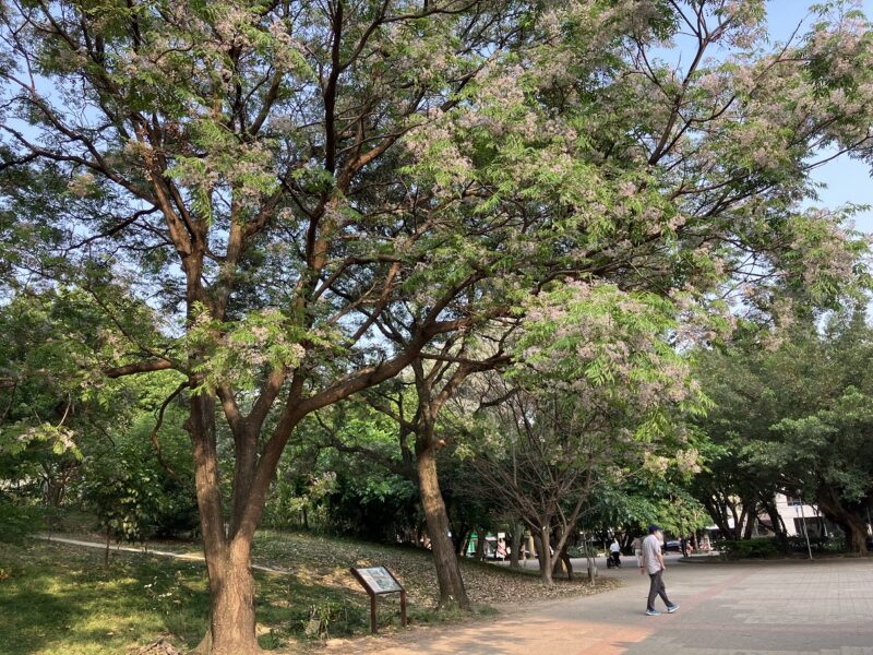 都市春季限定美景，中和4號公園飄苦楝粉紫花雪