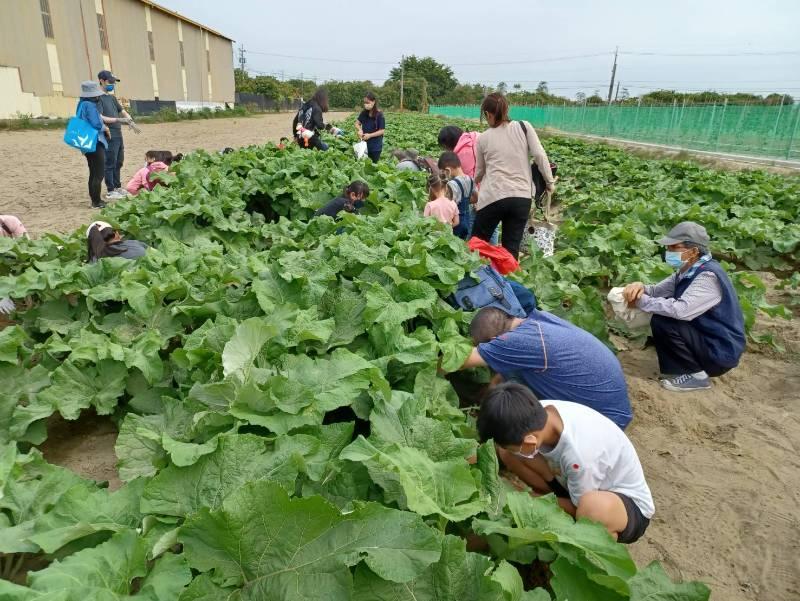 佳里好蒡登場 歡迎一起體驗同樂