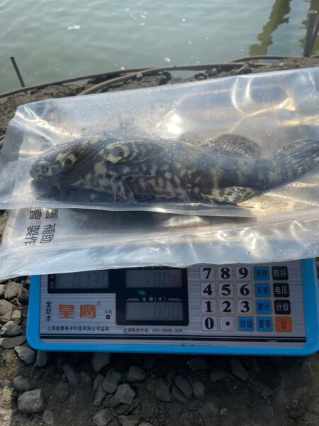 縣府全力把關食安　屏東石斑魚全數未檢出藥物殘留