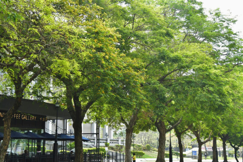 花現港都灑金彩  印度紫檀街頭放閃