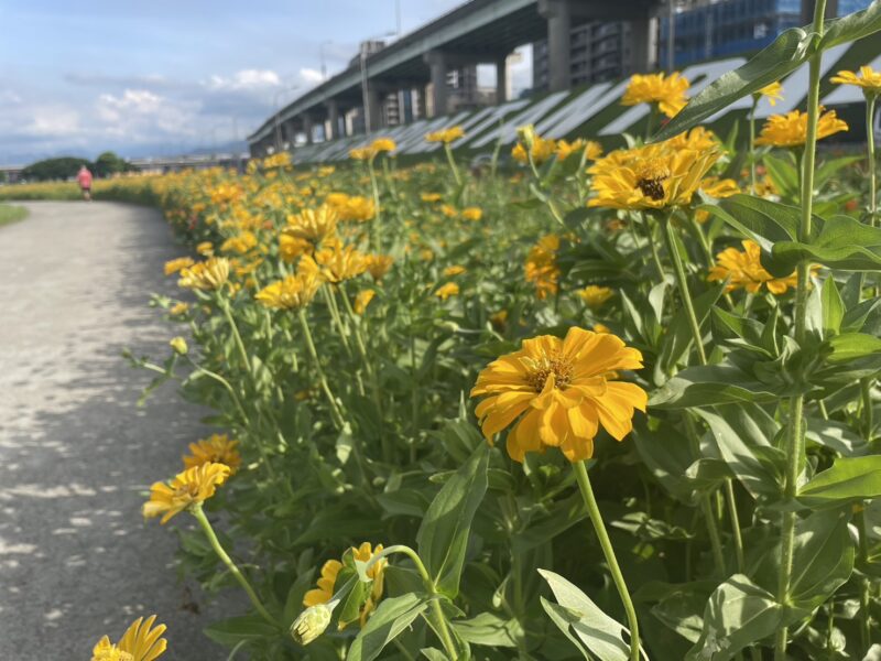 新北這兩處，菊花、向日葵花海繽紛盛開中！