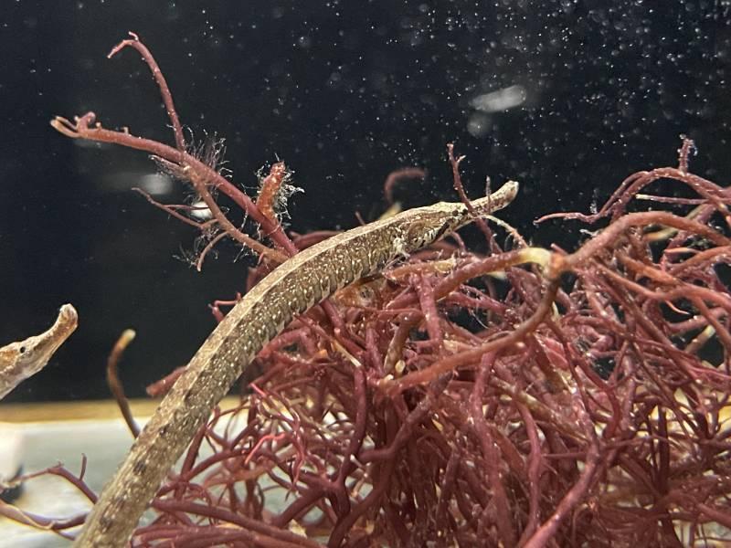 屏東海生館欣喜迎雙子 海龍企鵝雙喜臨門