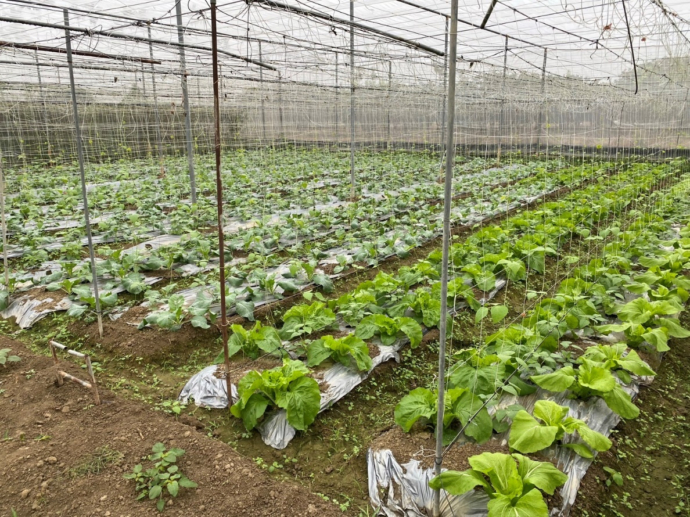 【人物專訪】橙莊有機農場主人莊順任  秉持初心  提供安心健康有機食材