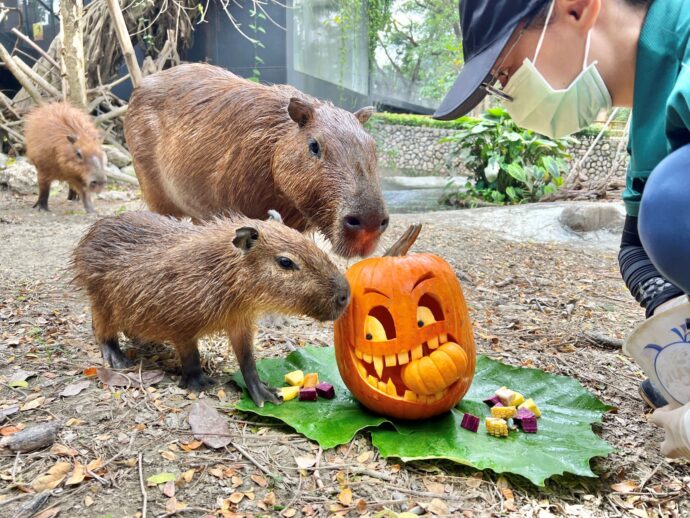 壽山動物園「動物變裝派對」系列活動   變裝免門票與動物同樂